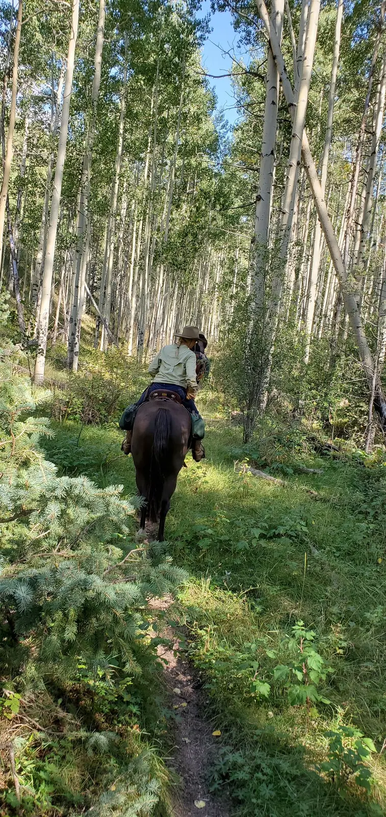 Riding through a Colorado aspen grove.
