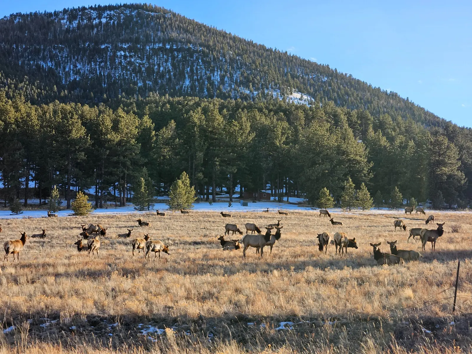 The ranch herd on a Colorado winter day.