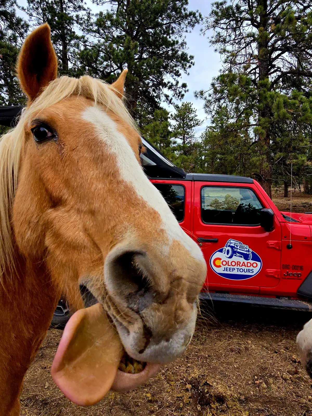 One of the Big Country ranch horses.