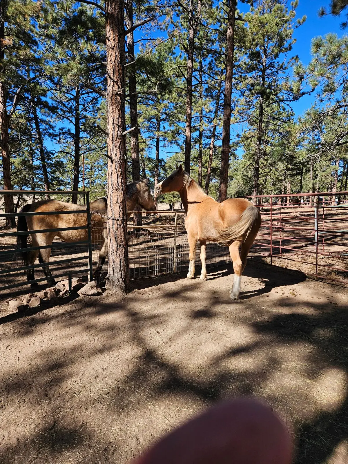 A horse resting in the shaded ranch corral.