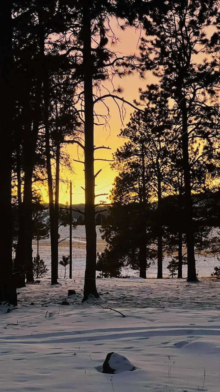 Winter sunset through the pines at Big Country.