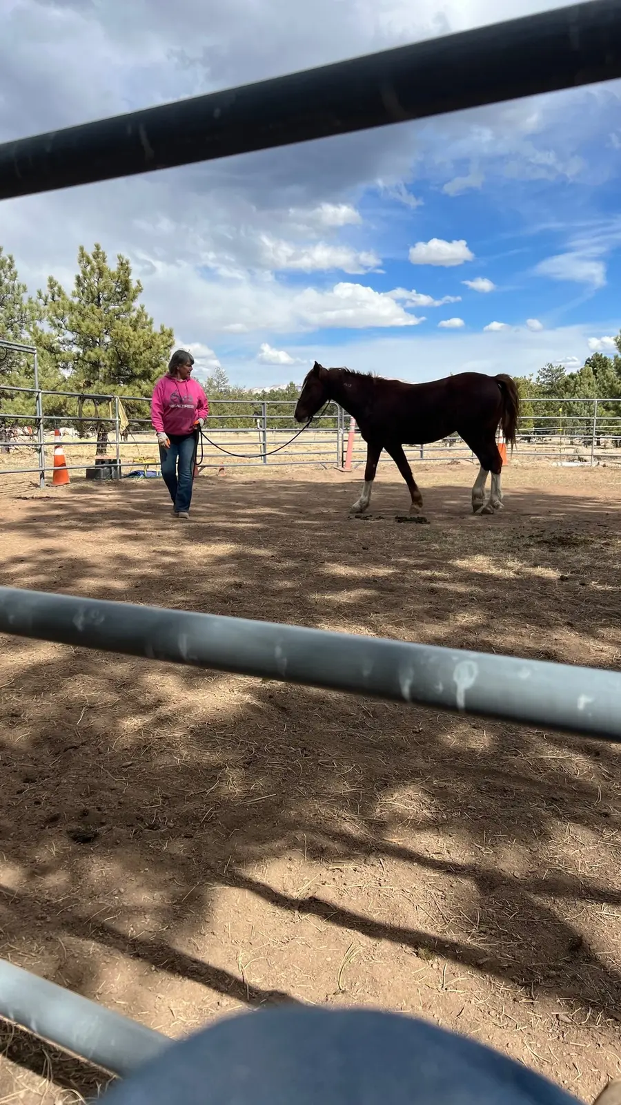 Natural horsemanship work in the ranch arena.