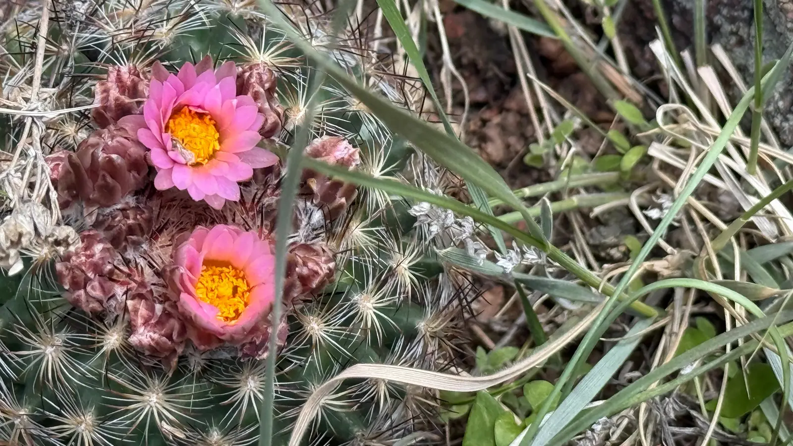 Colorado cactus flowers along the trail.
