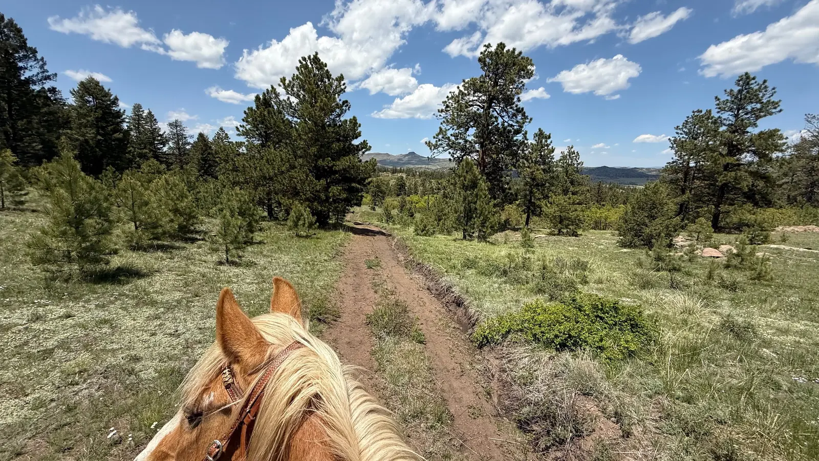 The best view of Colorado is between a horse’s ears.