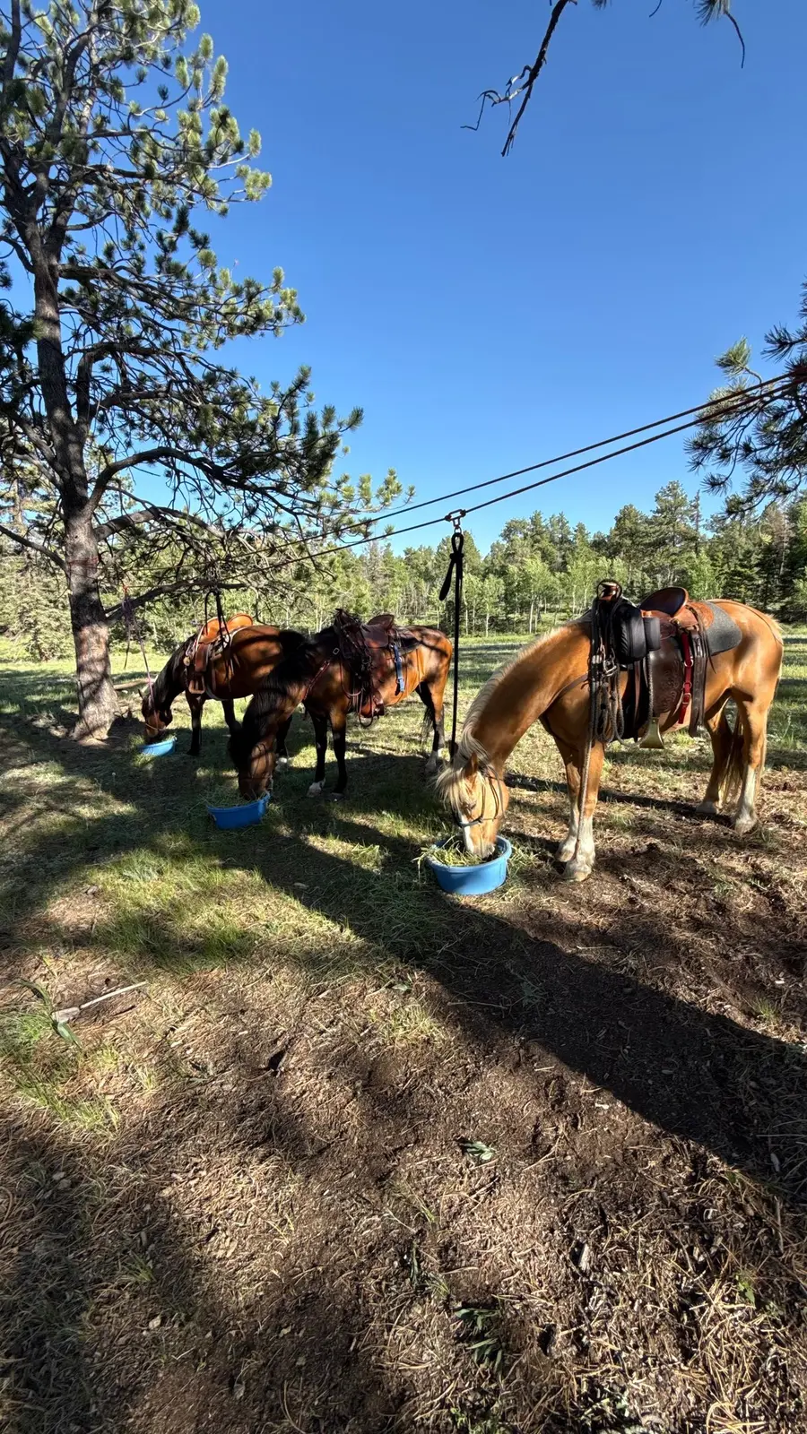 Saddled horses ready for the next ranch ride.
