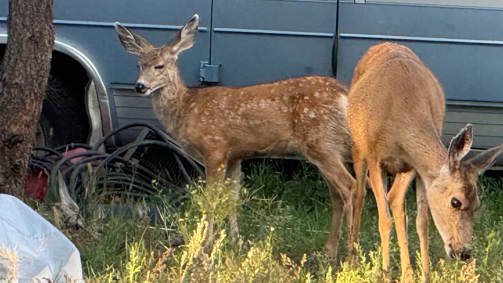 A young deer visiting the ranch.