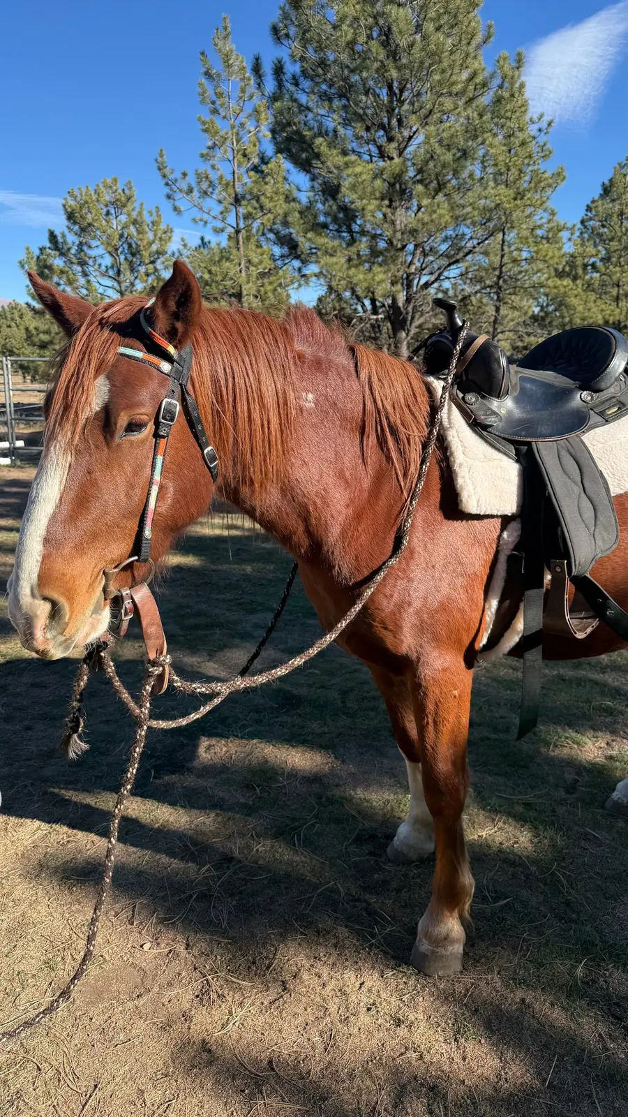 A trusted ranch horse saddled for the trail.