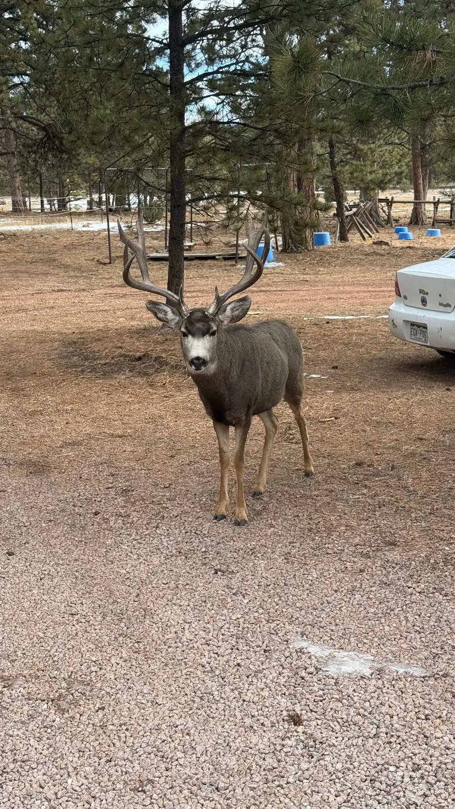 A mule deer buck stopping by the ranch.