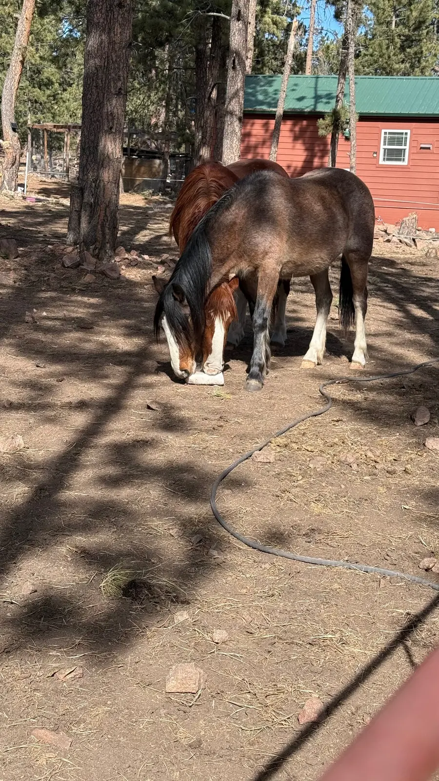 Ranch horses grazing together after the day’s work.
